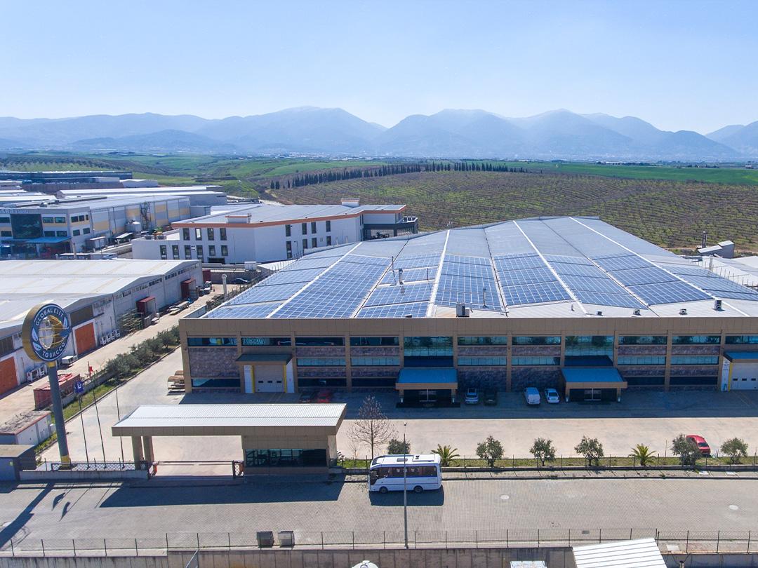 Global Elit Tobacco 03