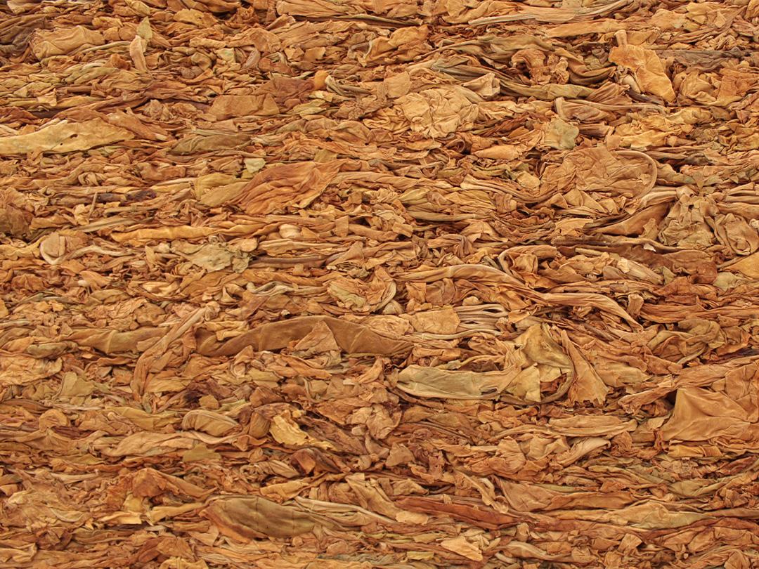 Global Elit Tobacco 17